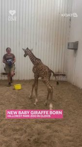 Clovis Zoo Welcomes Baby Giraffe