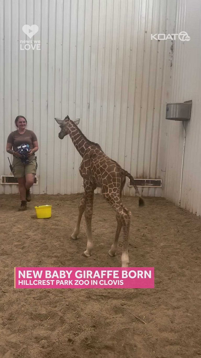 Clovis Zoo Welcomes Baby Giraffe