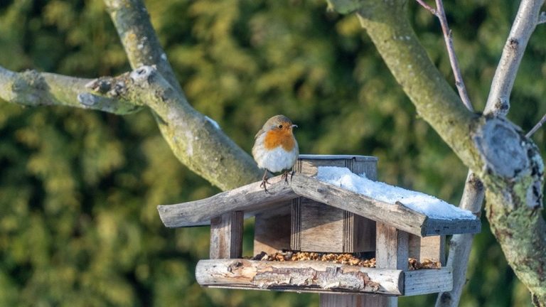 Colorado S Most Common Birds