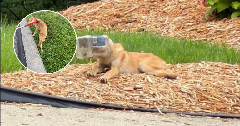 Coyote Rescued In Delhi Township