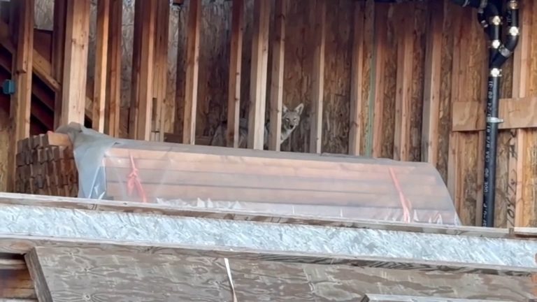 Coyotes Take Over Abandoned Site In West Hollywood
