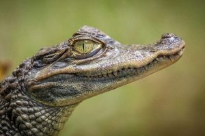Critterfest 2026 Returns To Lubbock