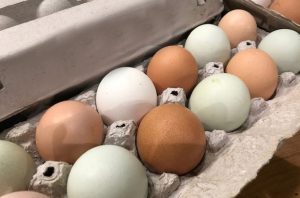 Ct Receives 1 5 Million Eggs