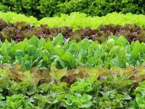 Cyclospora Outbreak Hits Nc