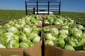 Cyclosporiasis Outbreak Expands To 9 States