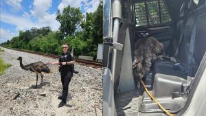 Dade City Police Chase Rogue Emu