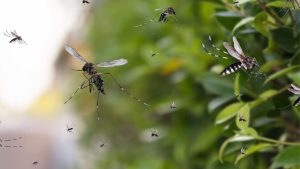 Dallas County To Spray For Mosquitoes
