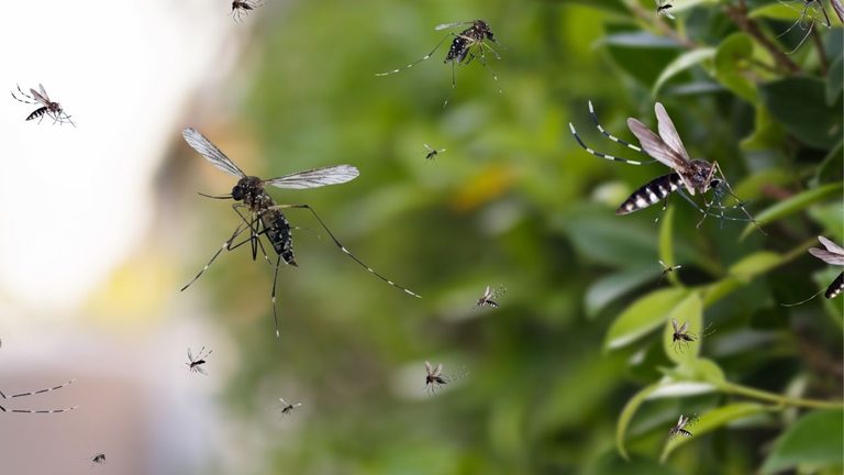 Dallas County To Spray For Mosquitoes