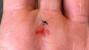 Denton Reports First West Nile Virus Case