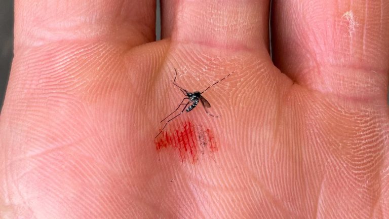 Denton Reports First West Nile Virus Case