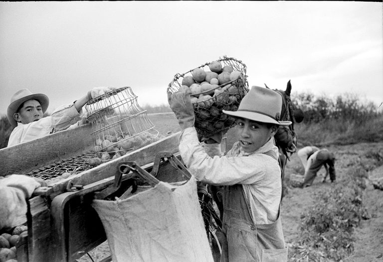 Denver Nonprofit To Give Away 42 000 Pounds Of Potatoes