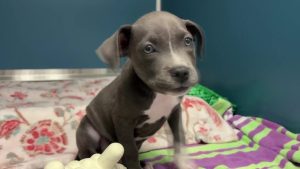 Desantis Vetoes 2M Grant For St Petersburg Animal Shelter
