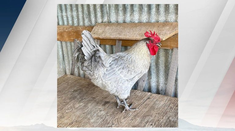 Deschutes County Sheriff S Office Finds Missing Rooster
