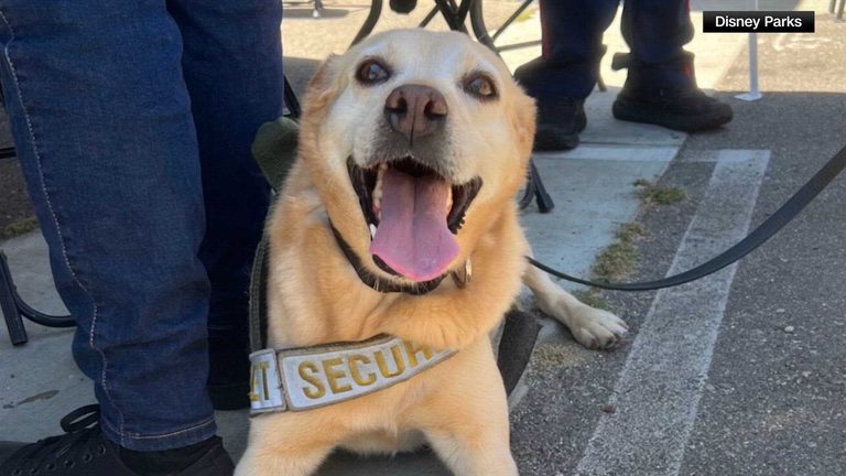 Disneyland Security Dog Retires