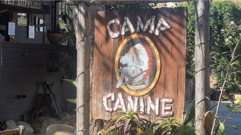 Dog Drowning Incident Forces Local Pet Daycare To Shut Down