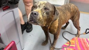 Dog Rescued From 15 Foot Well