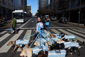 Dog Walker S Pack Shows Team Spirit