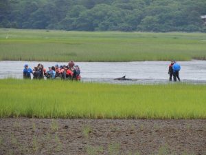 Dolphins Rescued In Massachusetts