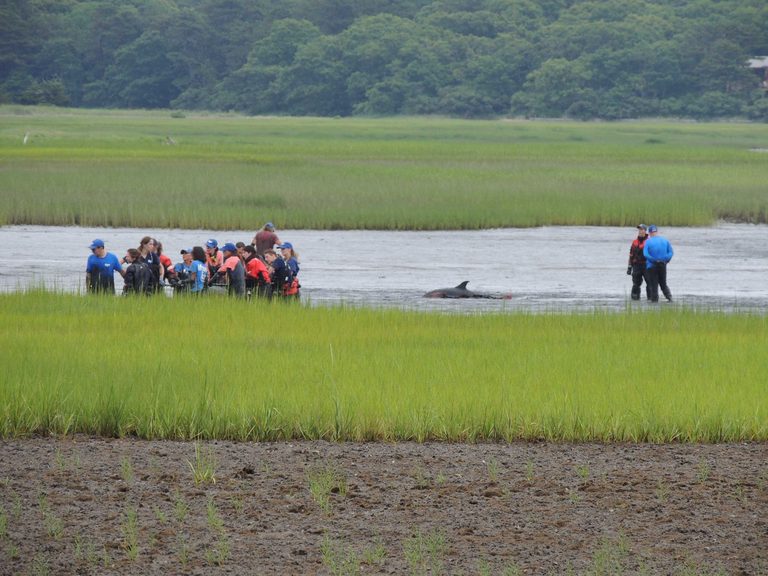 Dolphins Rescued In Massachusetts