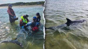 Dolphins Stranded In Cape Cod