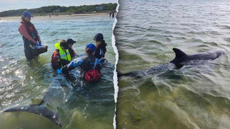 Dolphins Stranded In Cape Cod