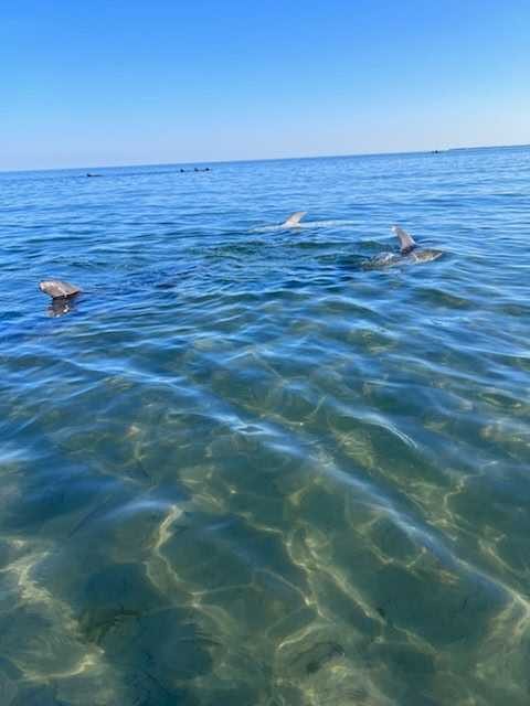 Dolphins Stranded On Cape Cod
