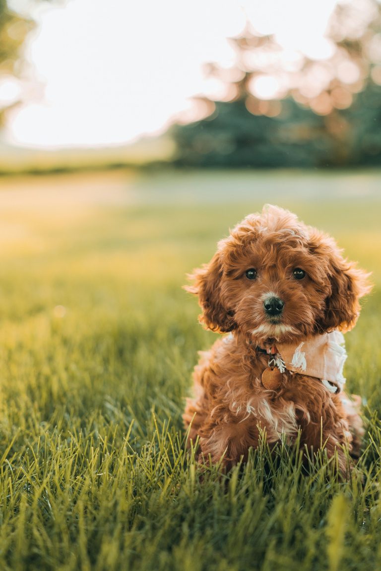 Doodles Make Great Family Dogs