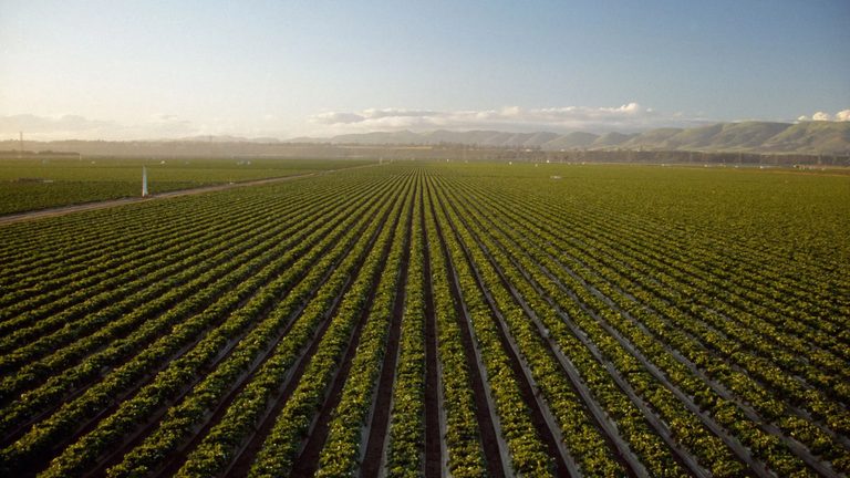 Driscoll S Faces Lawsuit Over Pesticide Safety
