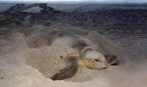 Duke Energy Promotes Sea Turtle Friendly Lighting
