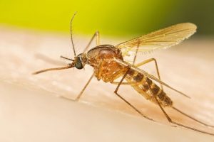 Early West Nile Season May Signal Severe Year