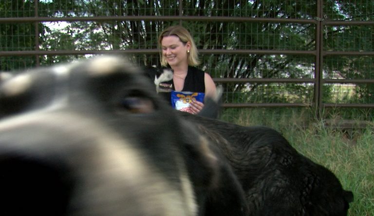 El Paso Animal Rescue Seeks Homes