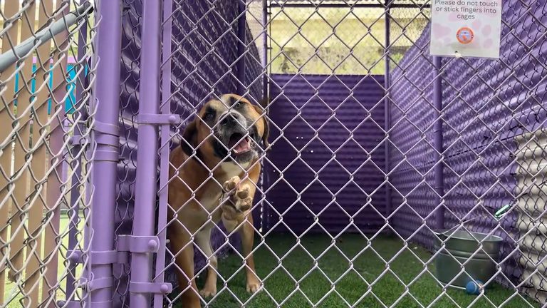 El Paso Animal Services Sees Influx Of Lost Dogs