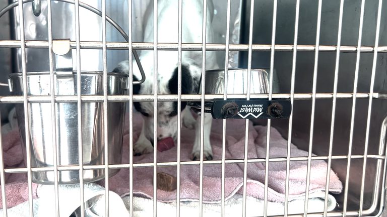 El Paso Animal Shelter Keeps Dogs Cool