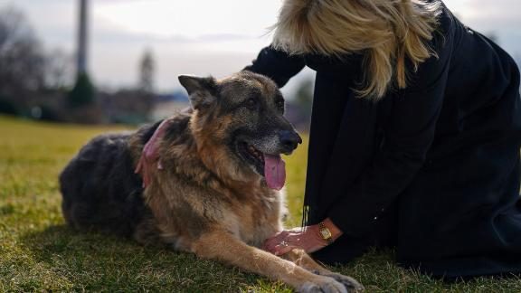 El Paso Humane Society Pets Bring Joy