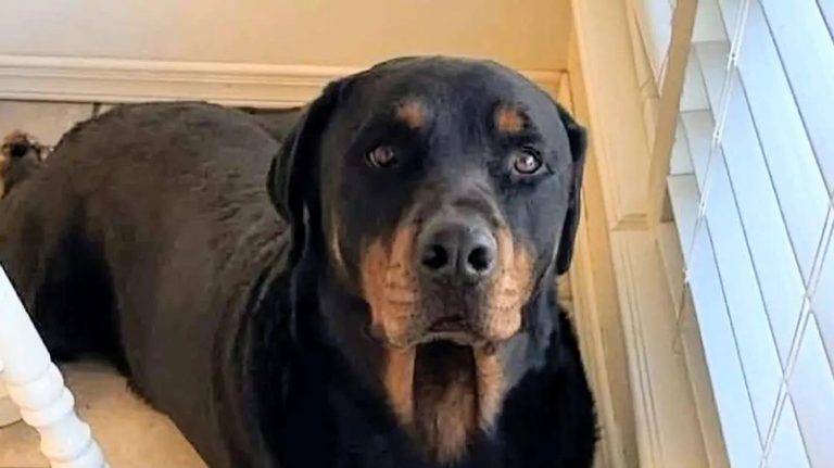 El Paso Man Sues Over Border Patrol Shooting Of Dog