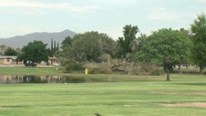 El Paso Neighbors Upset Over Trees Cut Down