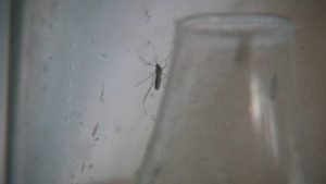 El Paso Reports Two New West Nile Virus Cases