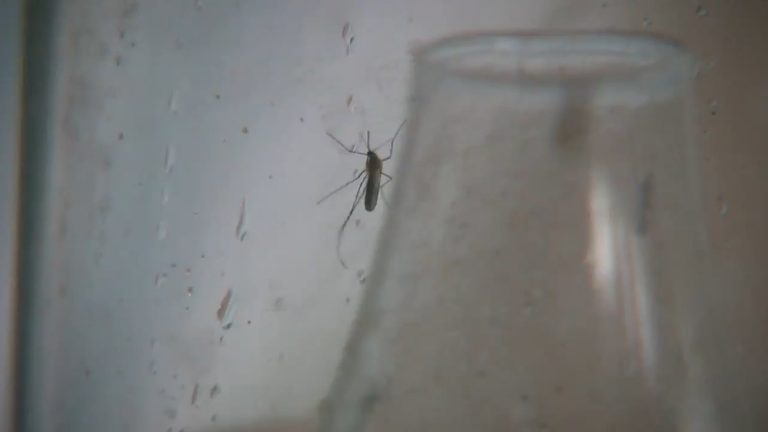 El Paso Reports Two New West Nile Virus Cases