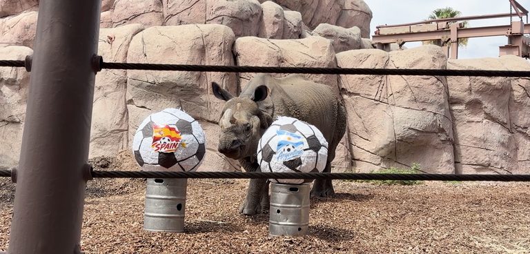 El Paso Zoo Rhino Predicts Spain As World Cup Winner