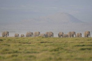 Elephants Poisoned In Kenya