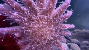 Endangered Sunflower Sea Stars Return To Santa Barbara