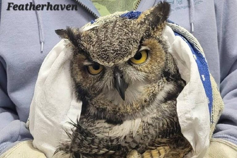 Enumclaw Songbird Rehab Sanctuary Closes