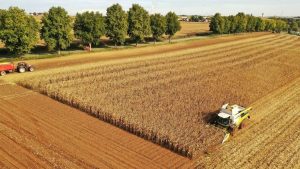 Europe S Maize Harvest To Shrink