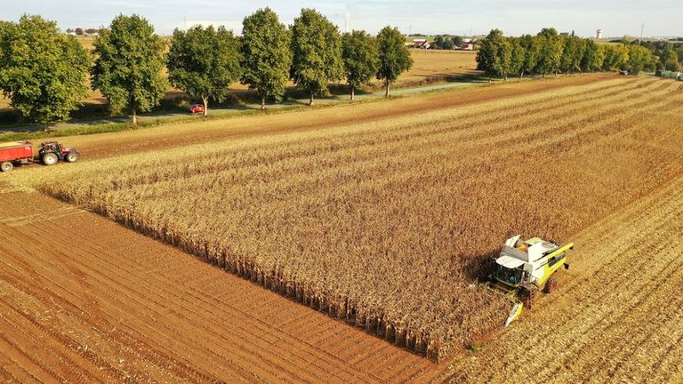 Europe S Maize Harvest To Shrink