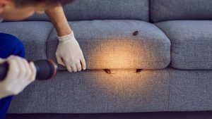 Experts Share Top Pest Control Products