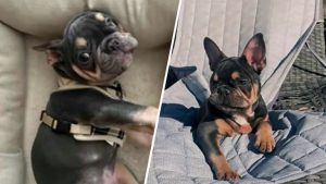 Family Demands Answers After Dog Dies Under Sitter S Care