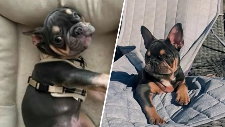 Family Demands Answers After Dog Dies Under Sitter S Care