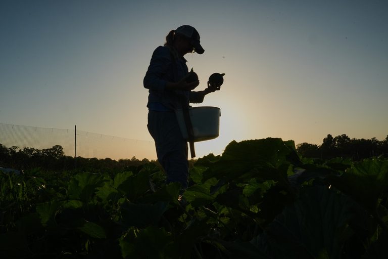 Farmers Adapt To Extreme Heat