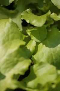 Fda Corrects False Positive For Cyclospora In Lettuce