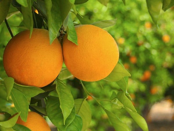 Fda Lowers Sugar Minimum For Pasteurized Orange Juice